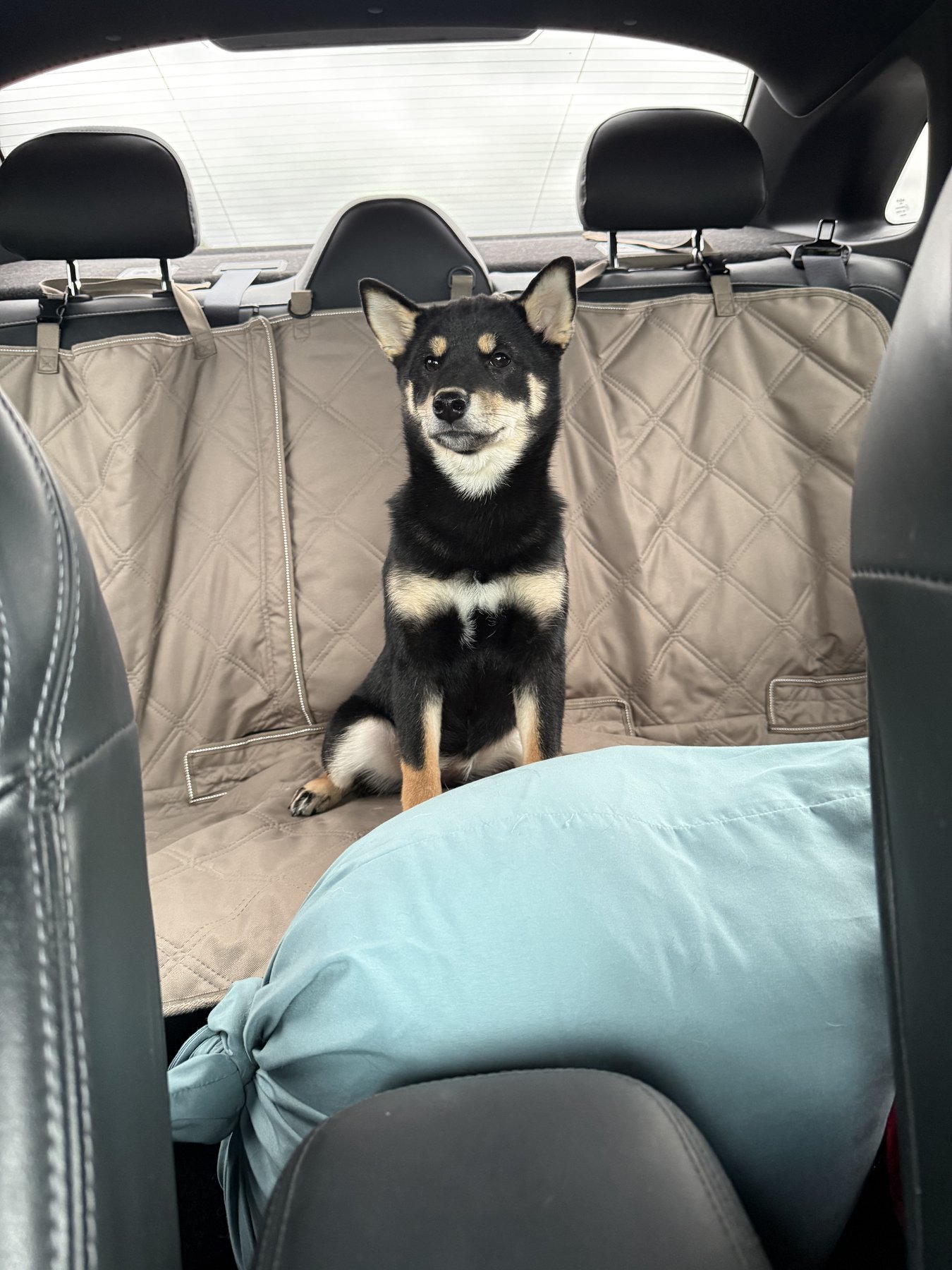 Yoshi sitting in the back seat of the car