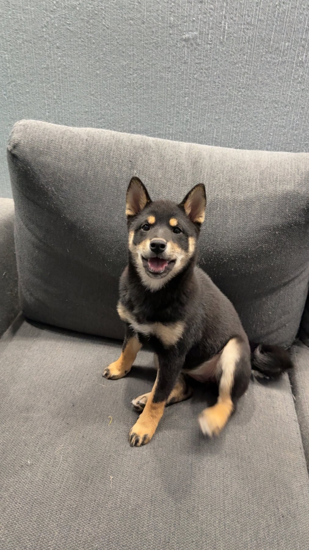 Yoshi sitting on the couch with her mouth open