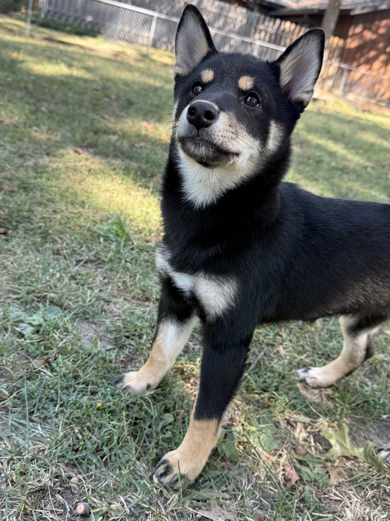 Yoshi standing in the grass, looking at the camera