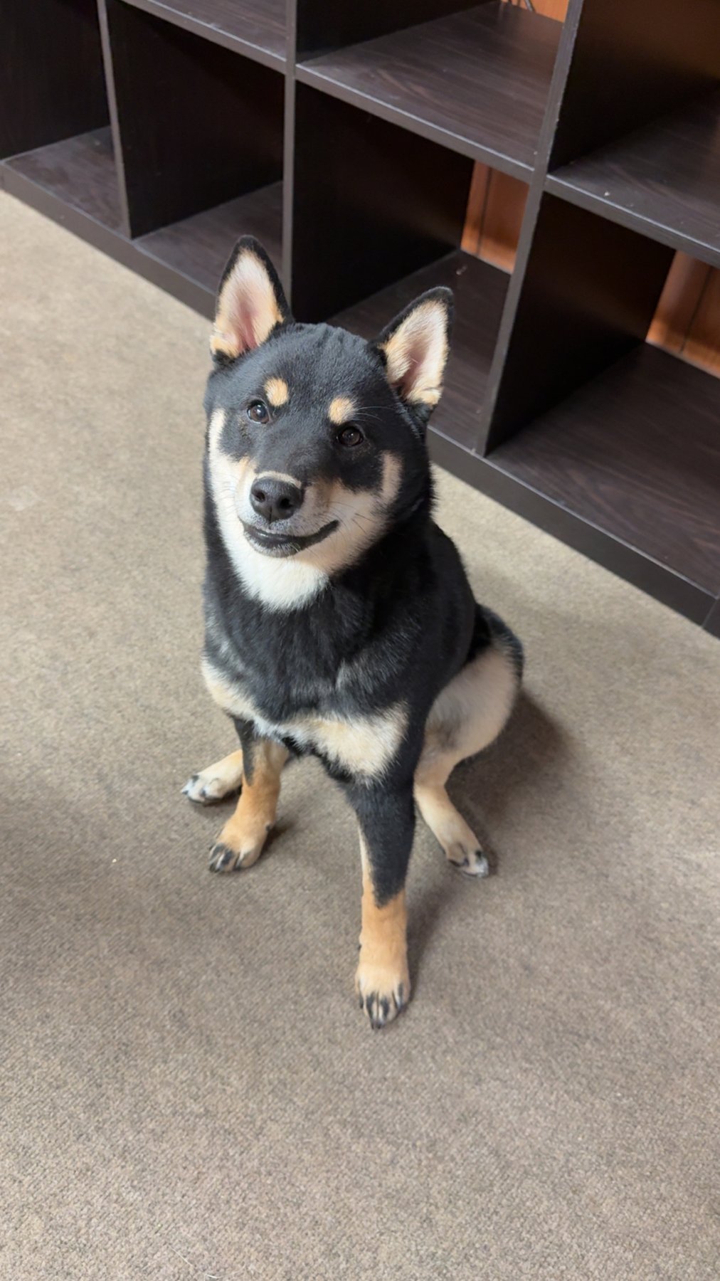 Yoshi sitting on the carpet, looking up