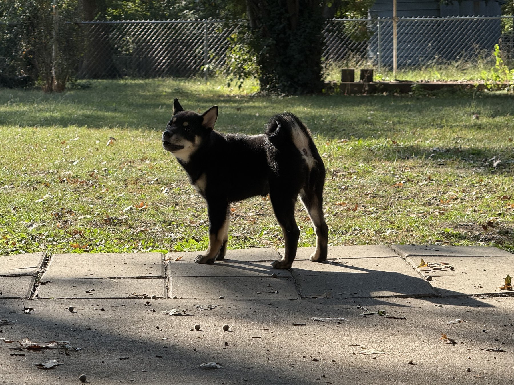 Yoshi standing in the yard, watching the trees